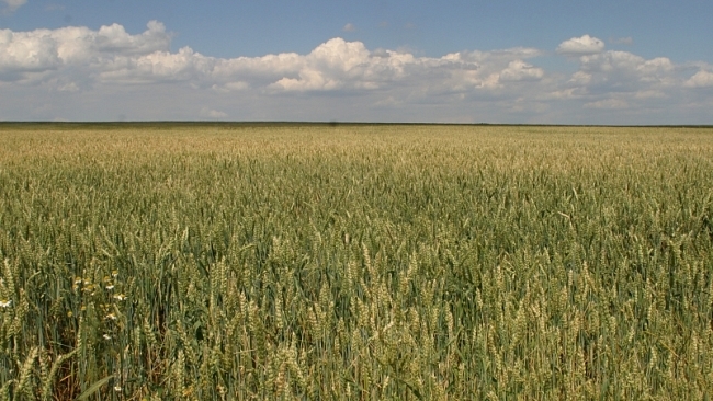 Pozvánka na Královéhradecké krajské dožínky 2012