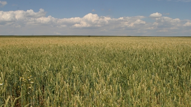 Čeští zemědělci obdrží za rok 2011 v rámci jednotné platby na plochu přibližně 16, 5 miliardy korun