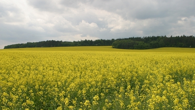 (Ne)přimíchávej biopaliva: Zachráníš planetu!