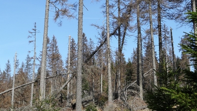 Komu vadí klid a dohoda v Národním parku Šumava?