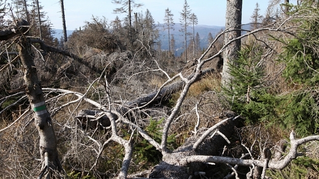Stromy sežrané kůrovcem byly vzácné pralesní zbytky