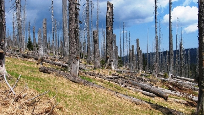 Zmizely tisíce hektarů šumavského lesa