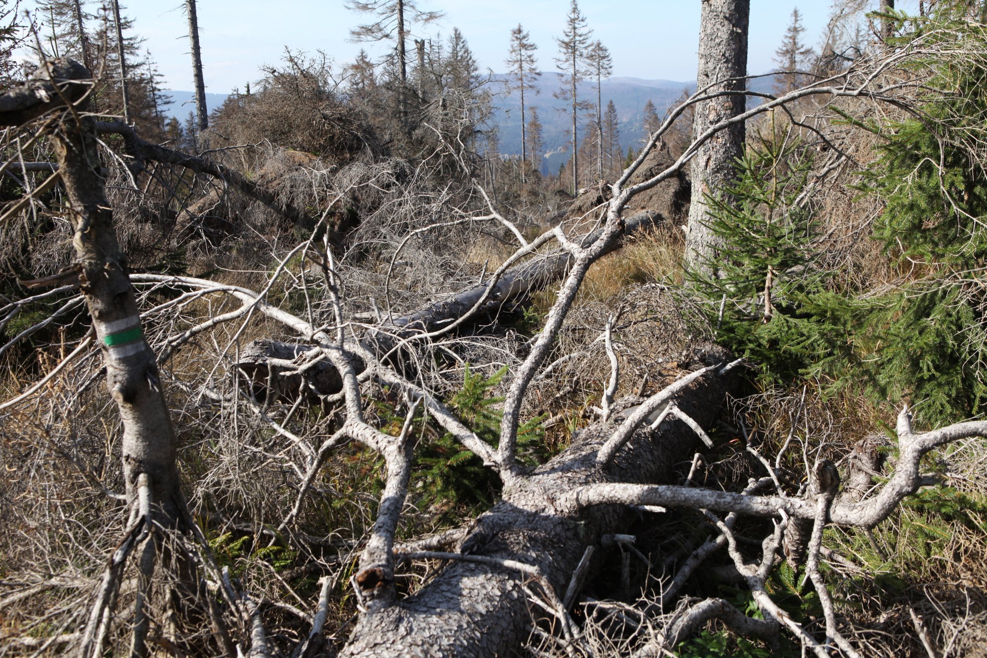 Paradoxy Národního parku Šumava