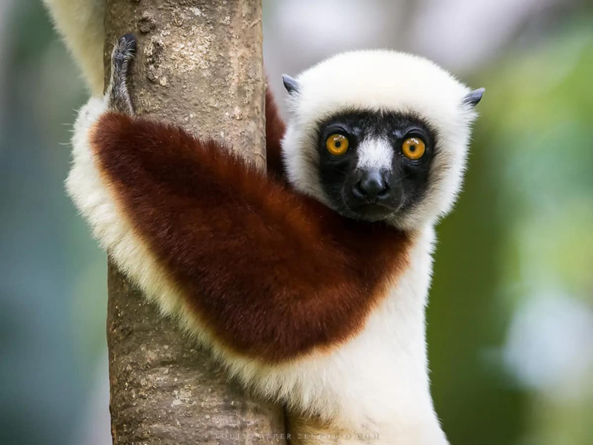 Lemur