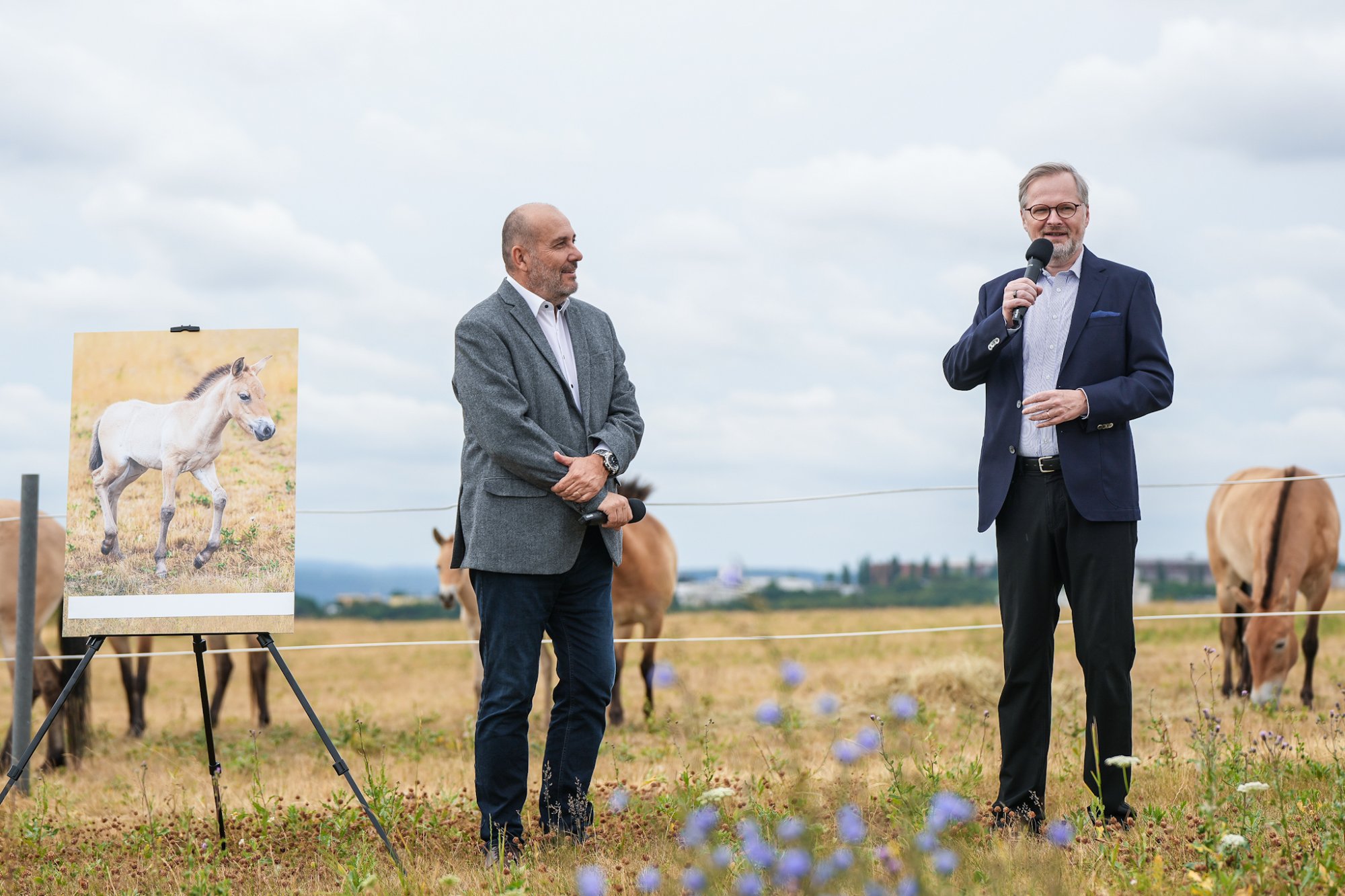 Premiér Fiala pokřtil hříbě koně Převalského